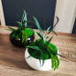 Osłonka Doniczka Ceramiczna Misa Miska Czarna Glamour Bonsai 31 cm Osłonka Doniczka Ceramiczna Misa Miska Czarna Glamour Bonsai 31 cm