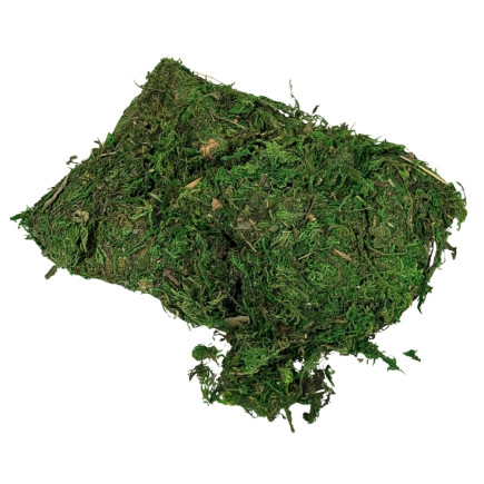 Mech Dekoracyjny do Kompozycji Stroików Aranżacji Zielony Suchy 120 gram
