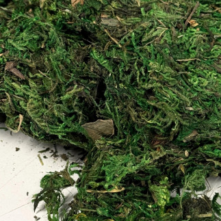 Mech Dekoracyjny do Kompozycji Stroików Aranżacji Zielony Suchy 120 gram